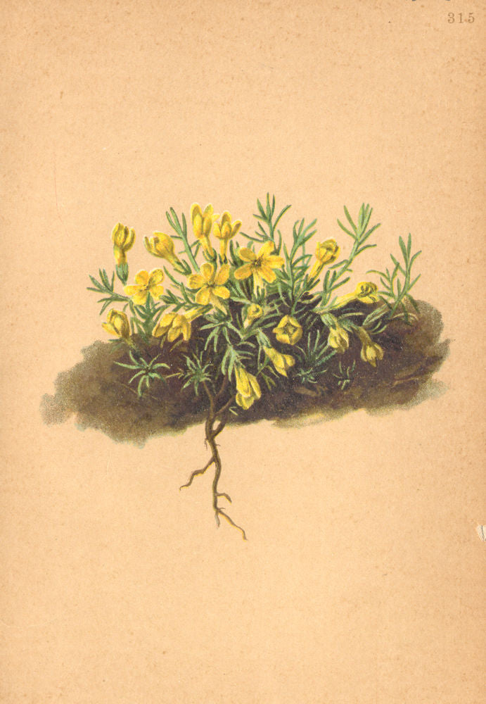ALPENFLORA ALPINE FLOWERS. Douglasia vitaliana (L. ) Hook-Goldprimel 1897